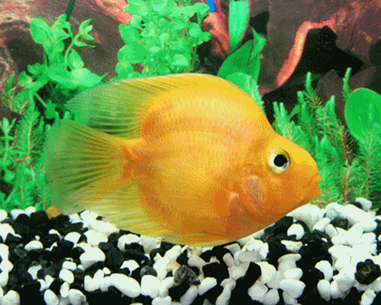 Yellow Parrot Cichlid - 6-7cm